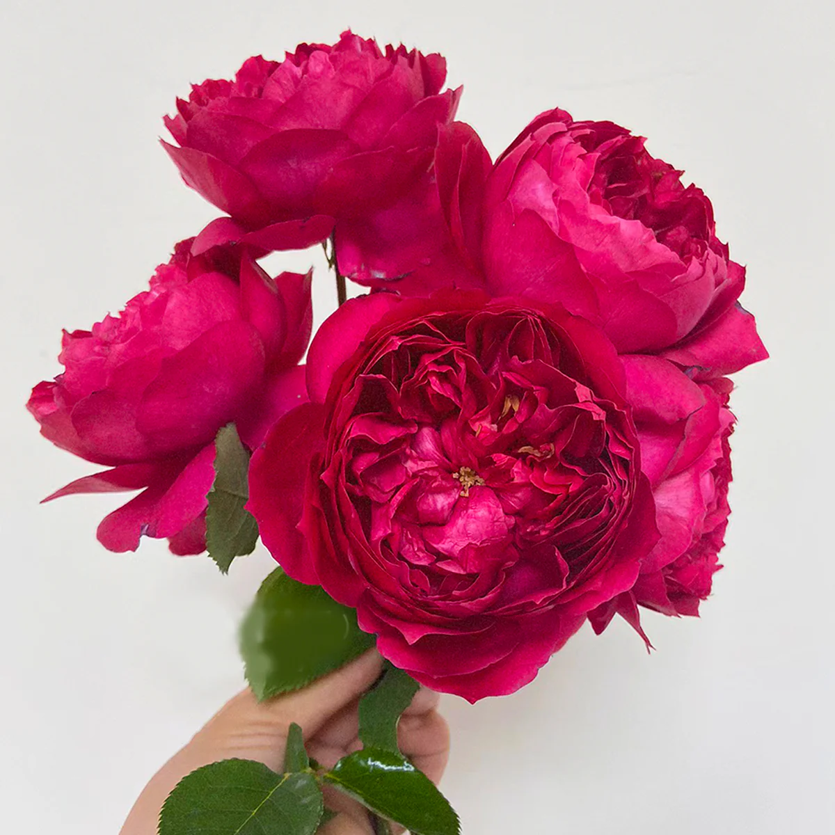 Autumn Rouge | Japanese Florist Shrub Rose | Red blooms | Intoxicating fragrance | Own root