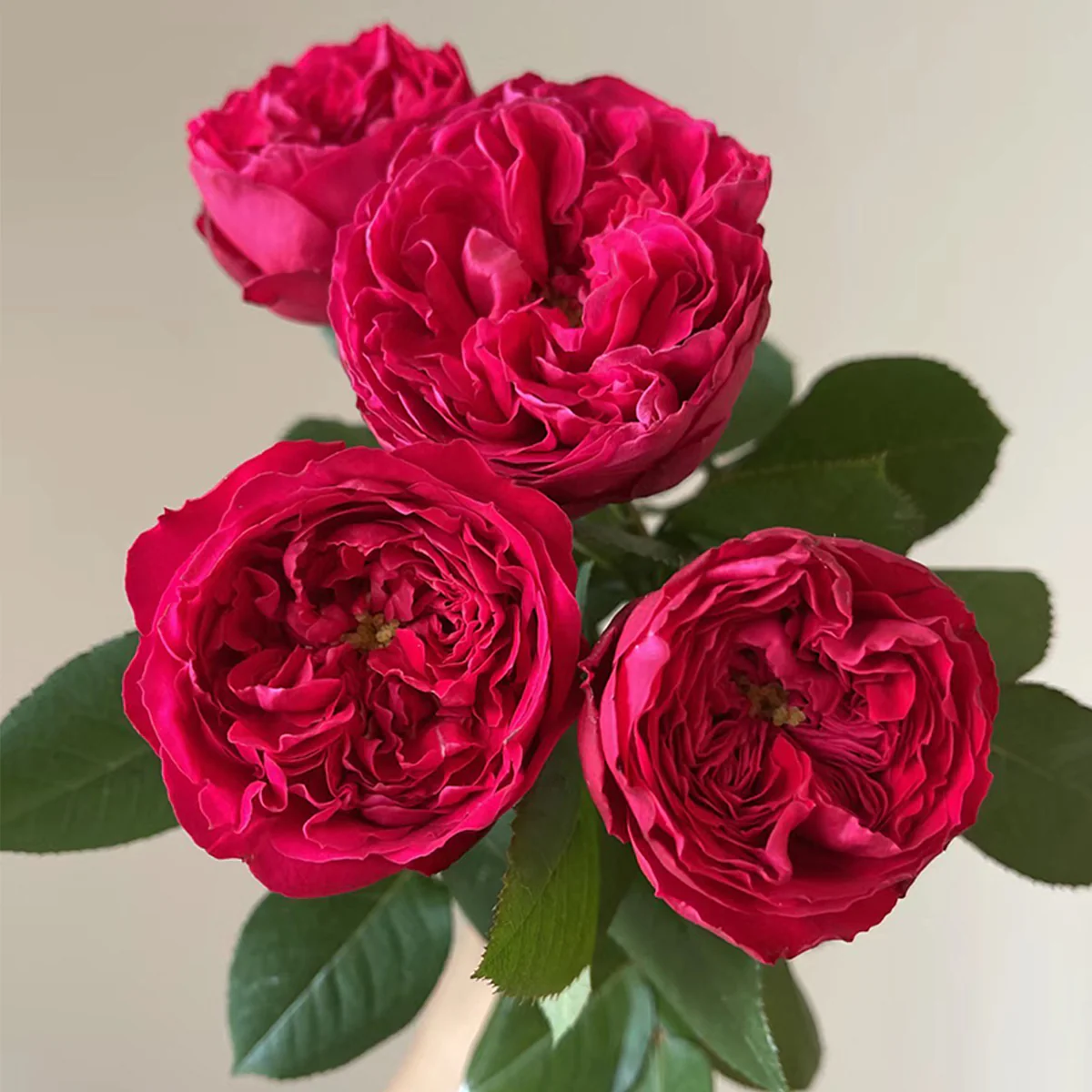 Autumn Rouge | Japanese Florist Shrub Rose | Red blooms | Intoxicating fragrance | Own root