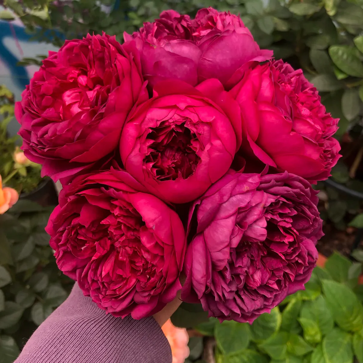 Autumn Rouge | Japanese Florist Shrub Rose | Red blooms | Intoxicating fragrance | Own root