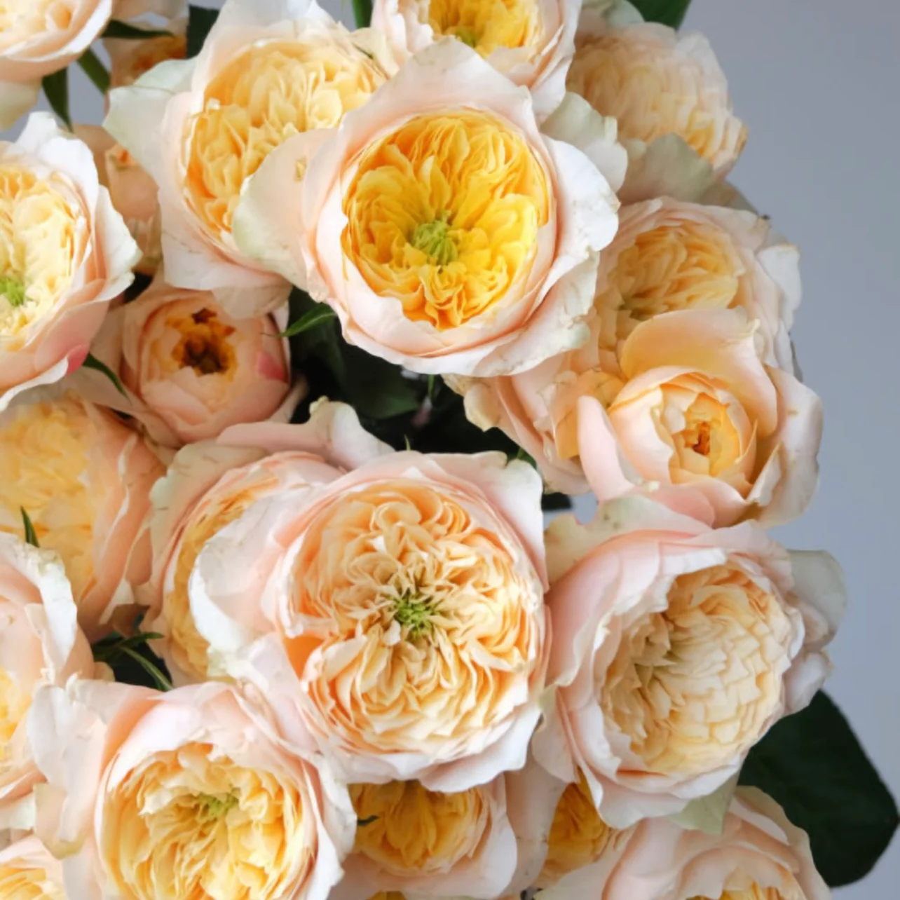 Golden Vuvuzela | Netherlands Florist Shrub Rose | Yellow heart with pink petals | Strong fragrance | Own root