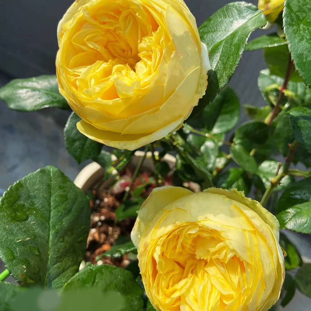 Catalina | Netherlands Florist Shrub Rose | Cheerful yellow blooms | Long vase life | Own root