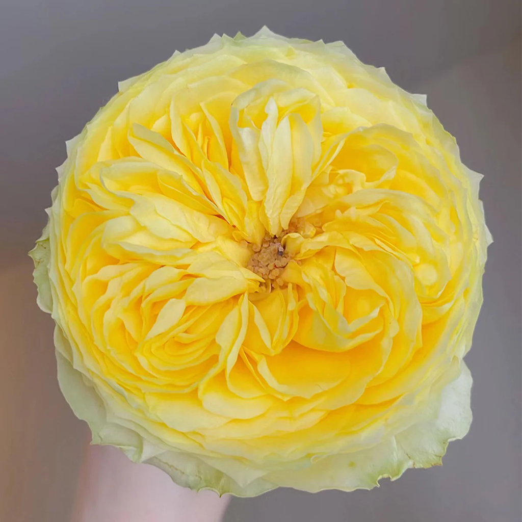 Catalina | Netherlands Florist Shrub Rose | Cheerful yellow blooms | Long vase life | Own root
