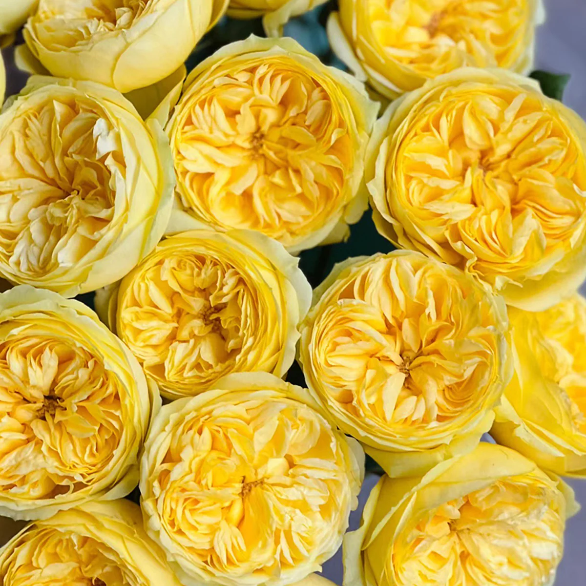 Catalina | Netherlands Florist Shrub Rose | Cheerful yellow blooms | Long vase life | Own root