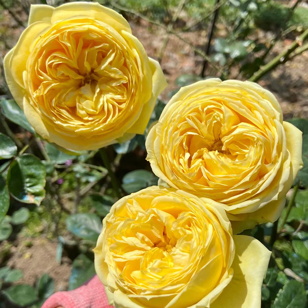 Catalina | Netherlands Florist Shrub Rose | Cheerful yellow blooms | Long vase life | Own root