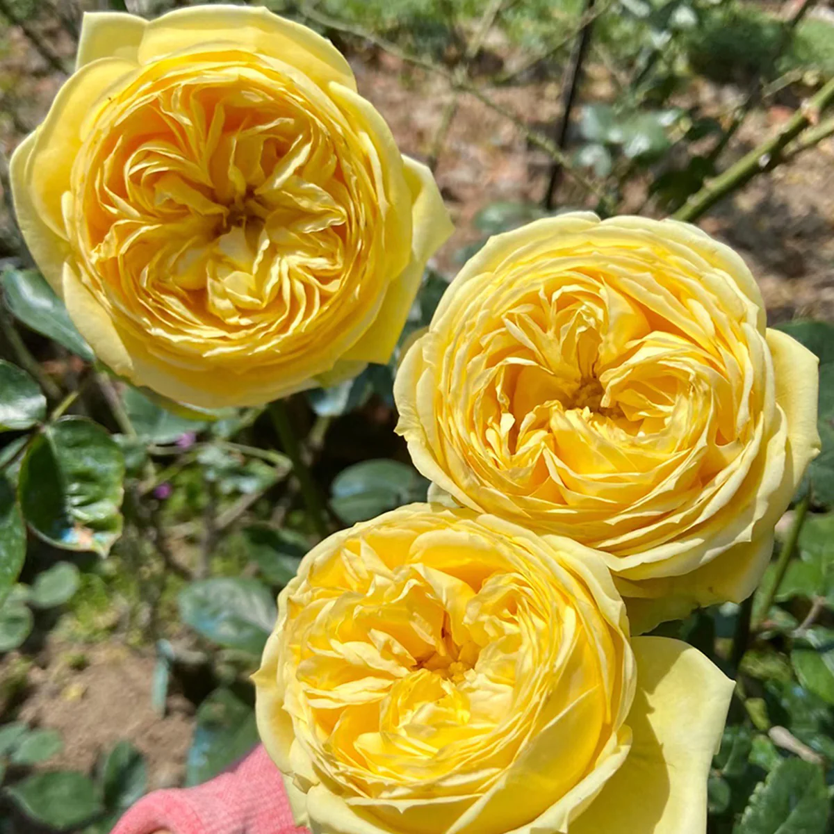 Catalina | Netherlands Florist Shrub Rose | Cheerful yellow blooms | Long vase life | Own root
