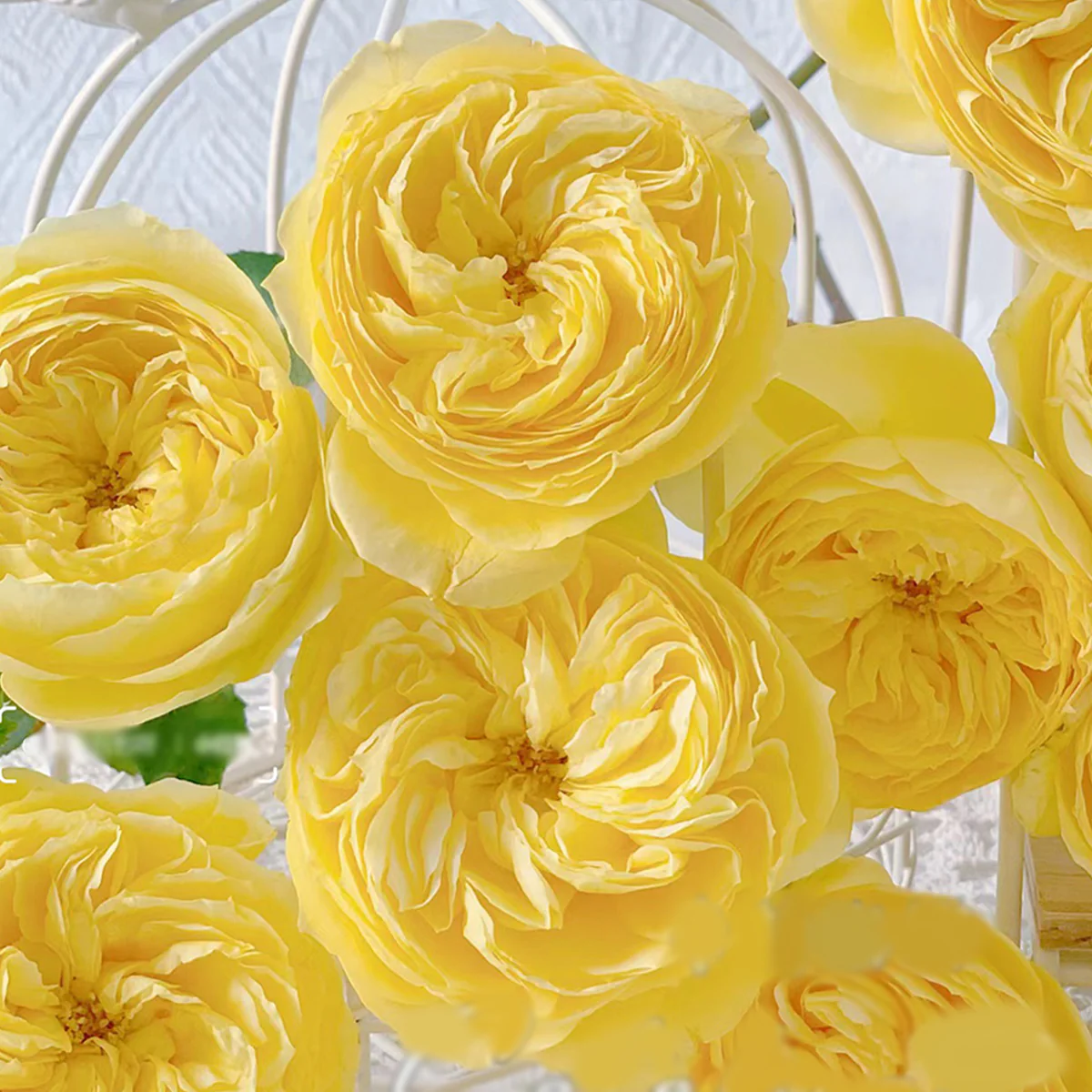 Catalina | Netherlands Florist Shrub Rose | Cheerful yellow blooms | Long vase life | Own root
