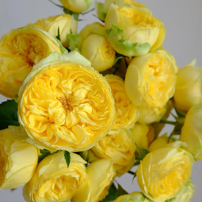 Catalina | Netherlands Florist Shrub Rose | Cheerful yellow blooms | Long vase life | Own root