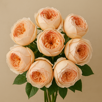 AUSjo | British Garden Shrub Rose | Chalice-shaped yellow blooms | Strong fruity fragrance | Own root
