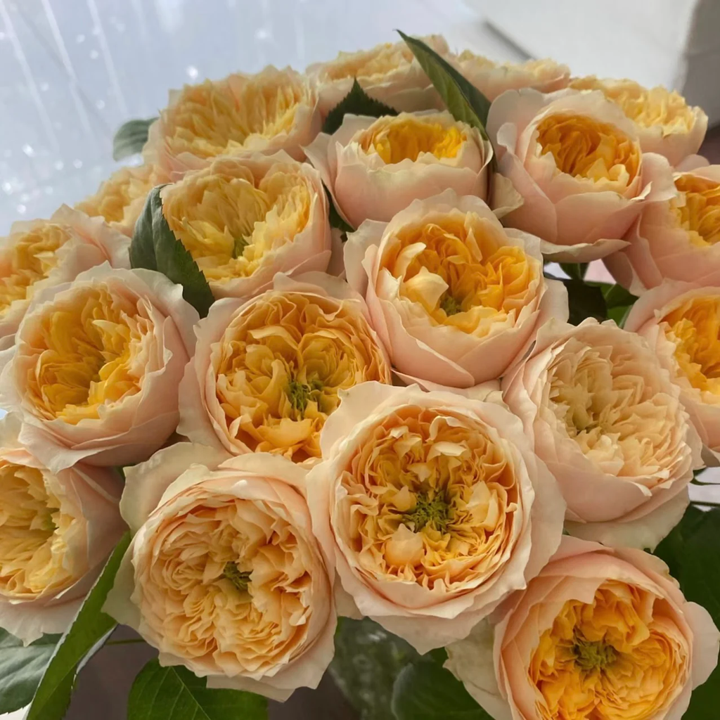 Golden Vuvuzela | Netherlands Florist Shrub Rose | Yellow heart with pink petals | Strong fragrance | Own root