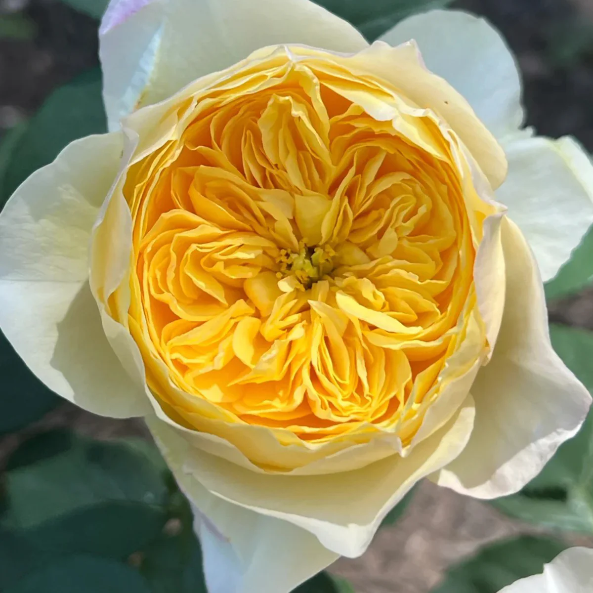 Chirp | Que Jiu | Chinese Florist Shrub Rose | Yellow cupped blooms | Honey fragrance | Own root