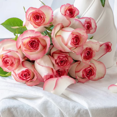 Jumilia | Netherlands' Hybrid Tea Rose | White petals with soft pink edges | Long stems | Own root