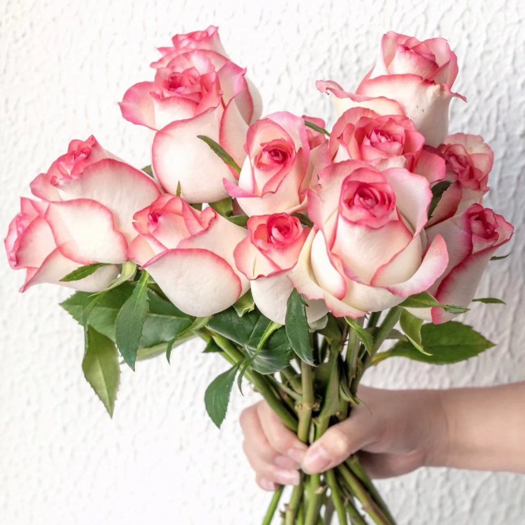 Jumilia | Netherlands' Hybrid Tea Rose | White petals with soft pink edges | Long stems | Own root