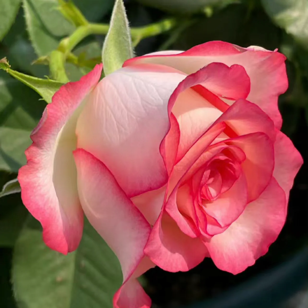 Jumilia | Netherlands' Hybrid Tea Rose | White petals with soft pink edges | Long stems | Own root
