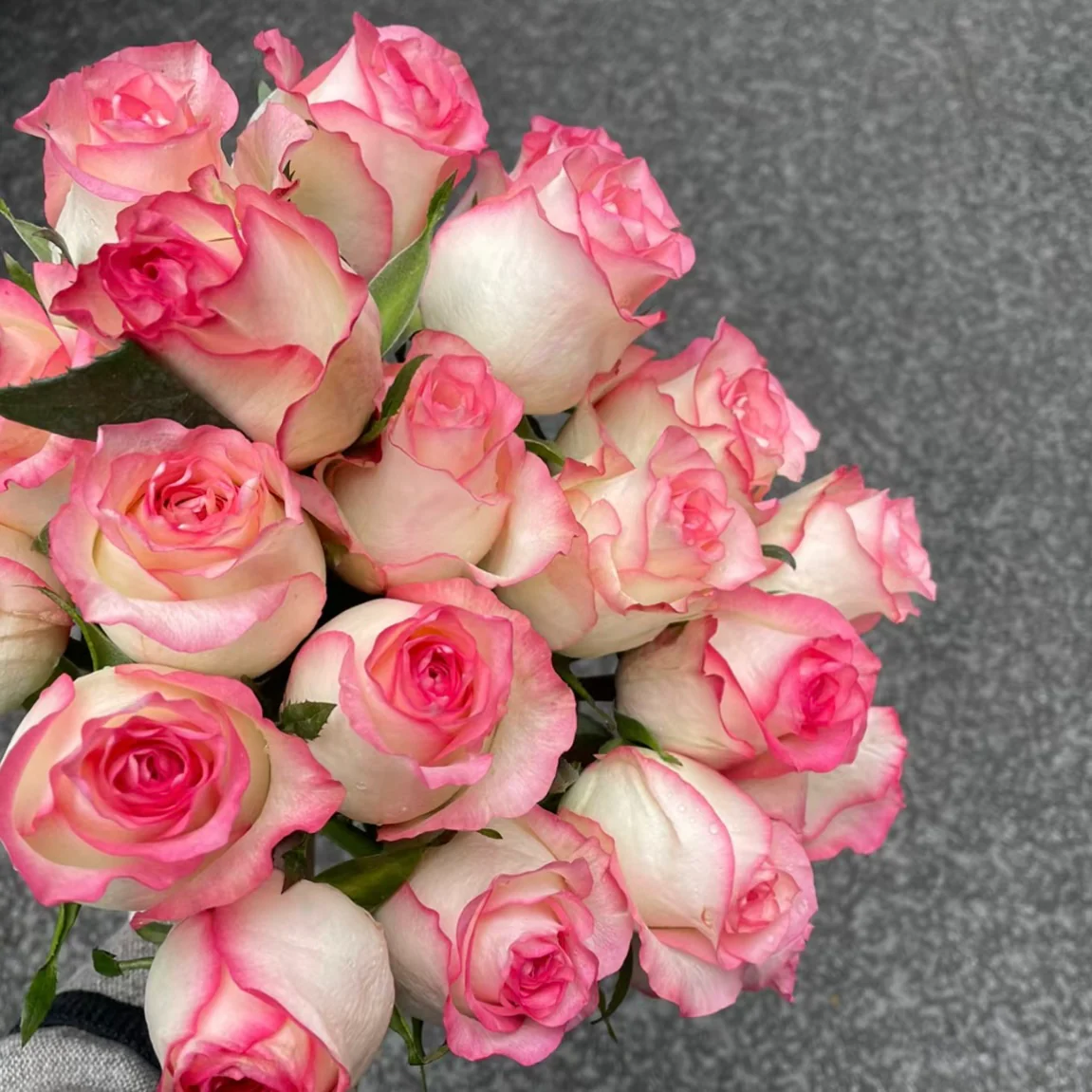 Jumilia | Netherlands' Hybrid Tea Rose | White petals with soft pink edges | Long stems | Own root