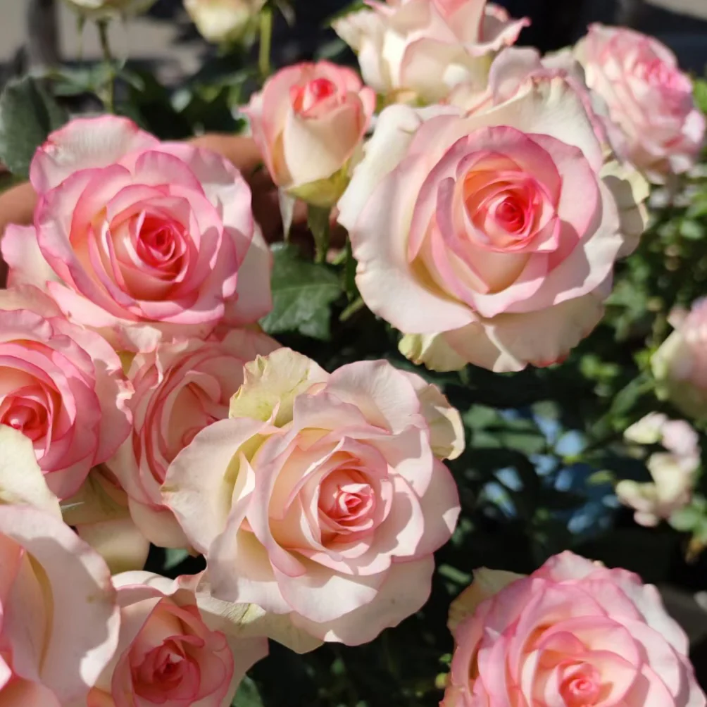Jumilia | Netherlands' Hybrid Tea Rose | White petals with soft pink edges | Long stems | Own root