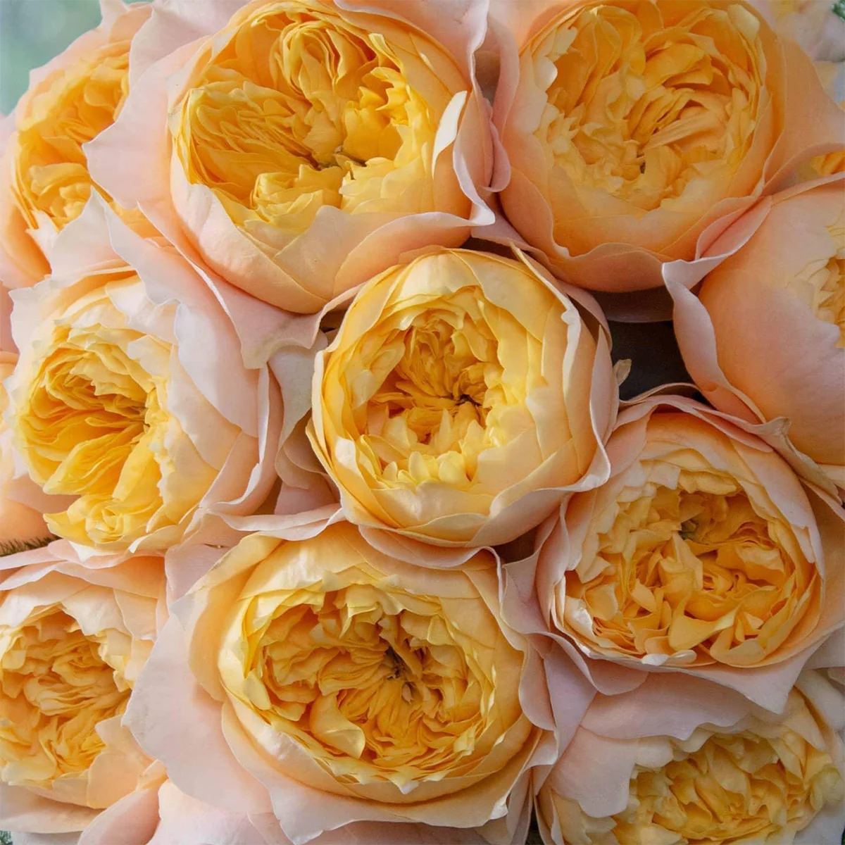 Golden Vuvuzela | Netherlands Florist Shrub Rose | Yellow heart with pink petals | Strong fragrance | Own root
