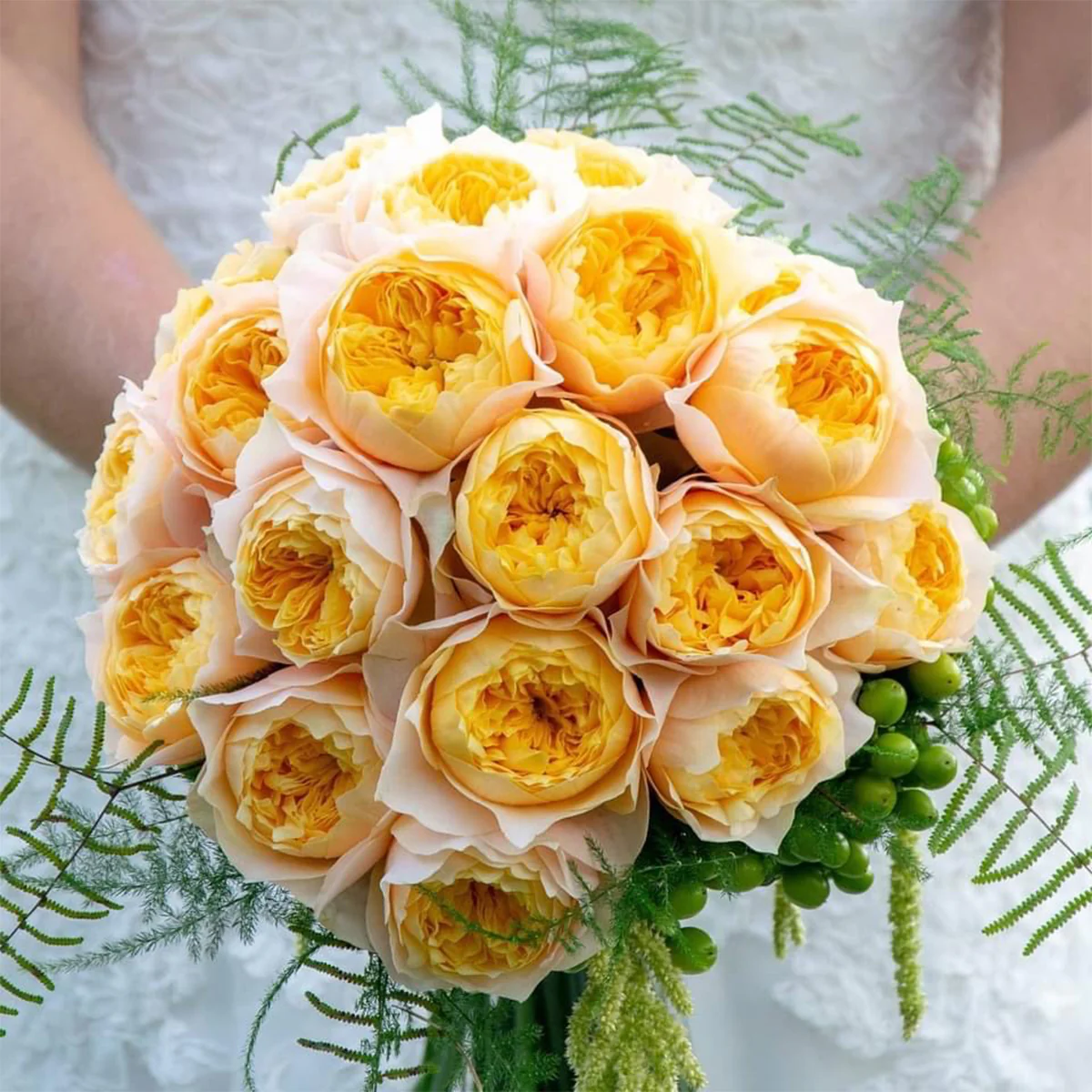 Golden Vuvuzela | Netherlands Florist Shrub Rose | Yellow heart with pink petals | Strong fragrance | Own root