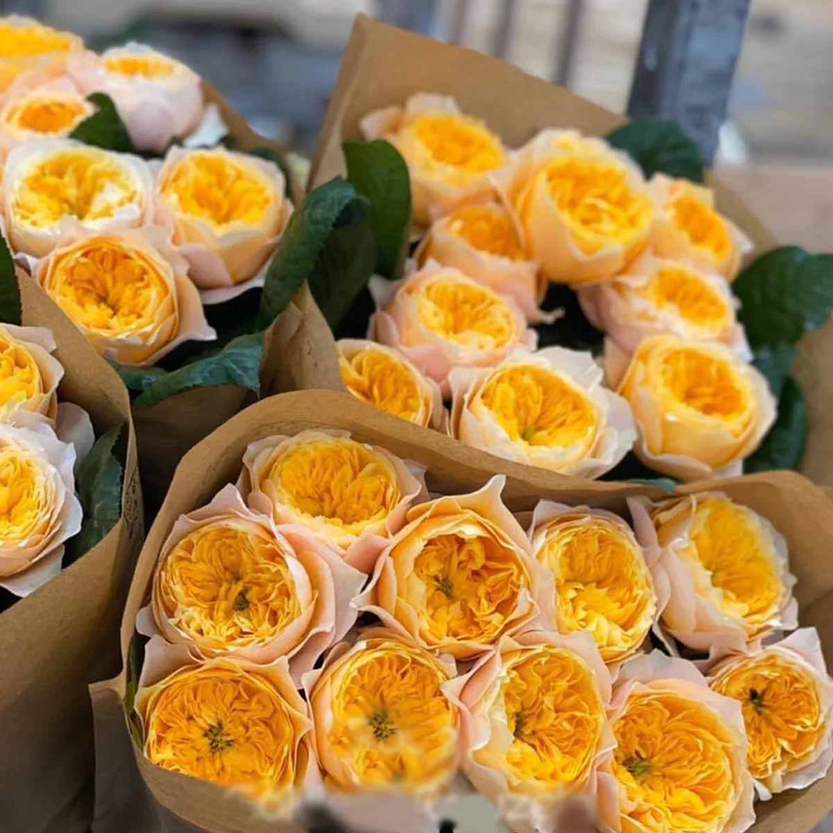Golden Vuvuzela | Netherlands Florist Shrub Rose | Yellow heart with pink petals | Strong fragrance | Own root