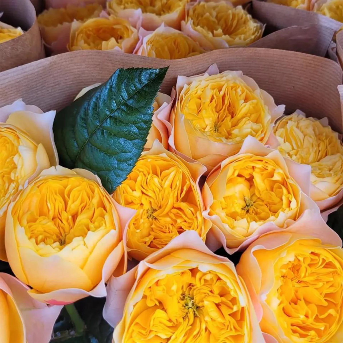 Golden Vuvuzela | Netherlands Florist Shrub Rose | Yellow heart with pink petals | Strong fragrance | Own root