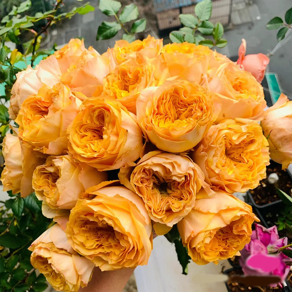 Golden Vuvuzela | Netherlands Florist Shrub Rose | Yellow heart with pink petals | Strong fragrance | Own root