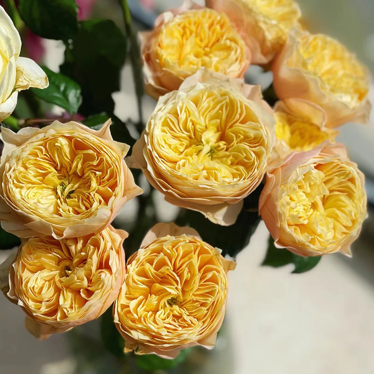 Golden Vuvuzela | Netherlands Florist Shrub Rose | Yellow heart with pink petals | Strong fragrance | Own root