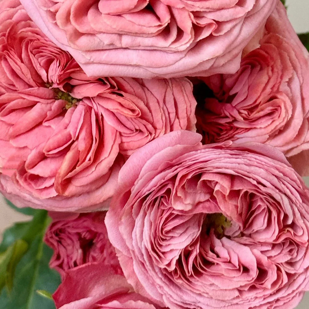 Bella Trendsetter | 潮流贝拉 | Netherlands Florist Shrub Rose | Cup shape | Own root
