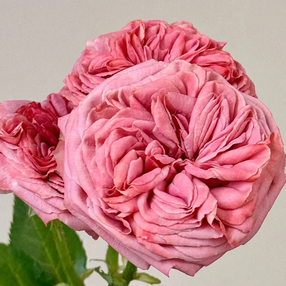 Bella Trendsetter | 潮流贝拉 | Netherlands Florist Shrub Rose | Cup shape | Own root