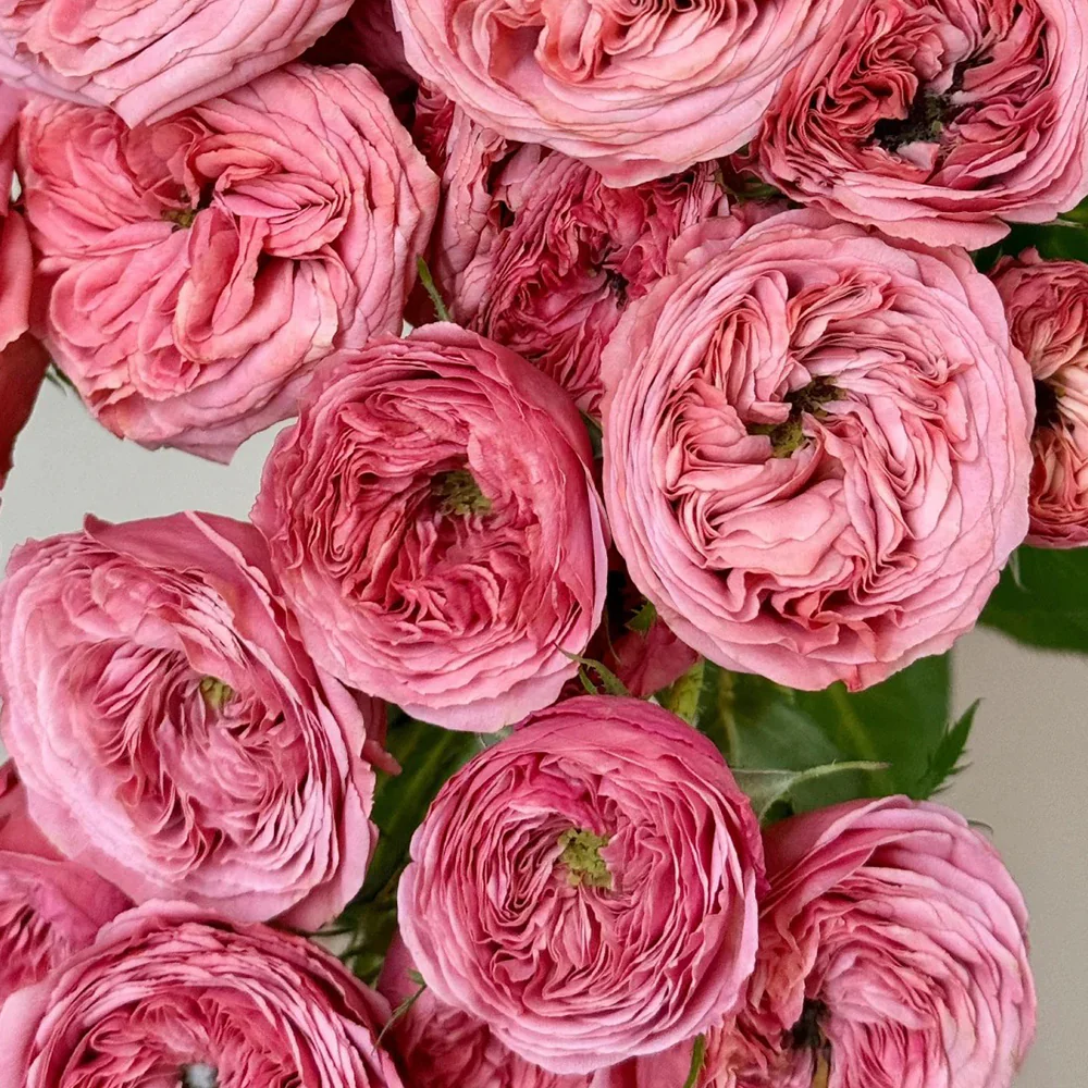 Bella Trendsetter | 潮流贝拉 | Netherlands Florist Shrub Rose | Cup shape | Own root