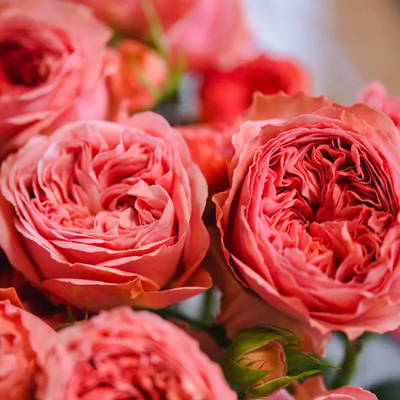 Bella Trendsetter | 潮流贝拉 | Netherlands Florist Shrub Rose | Cup shape | Own root