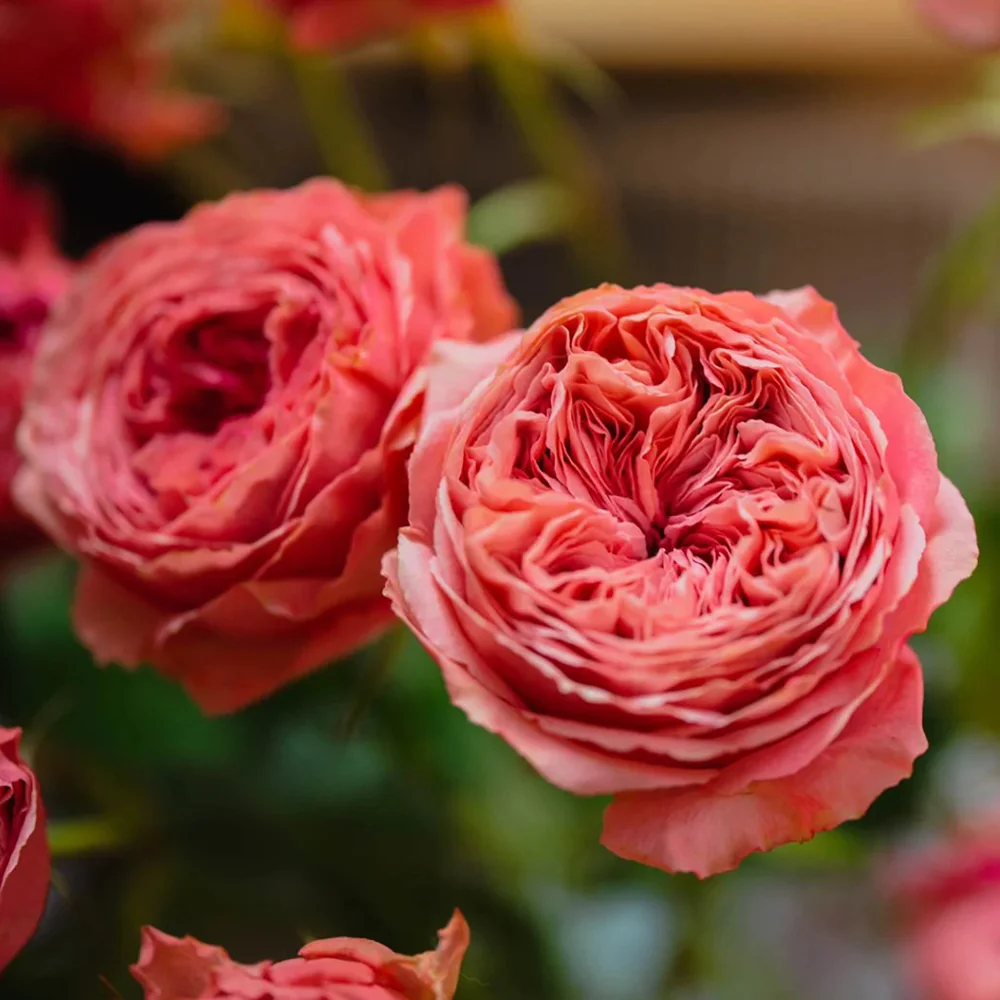 Bella Trendsetter | 潮流贝拉 | Netherlands Florist Shrub Rose | Cup shape | Own root