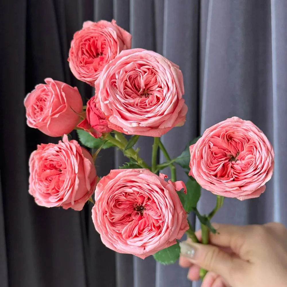 Bella Trendsetter | 潮流贝拉 | Netherlands Florist Shrub Rose | Cup shape | Own root