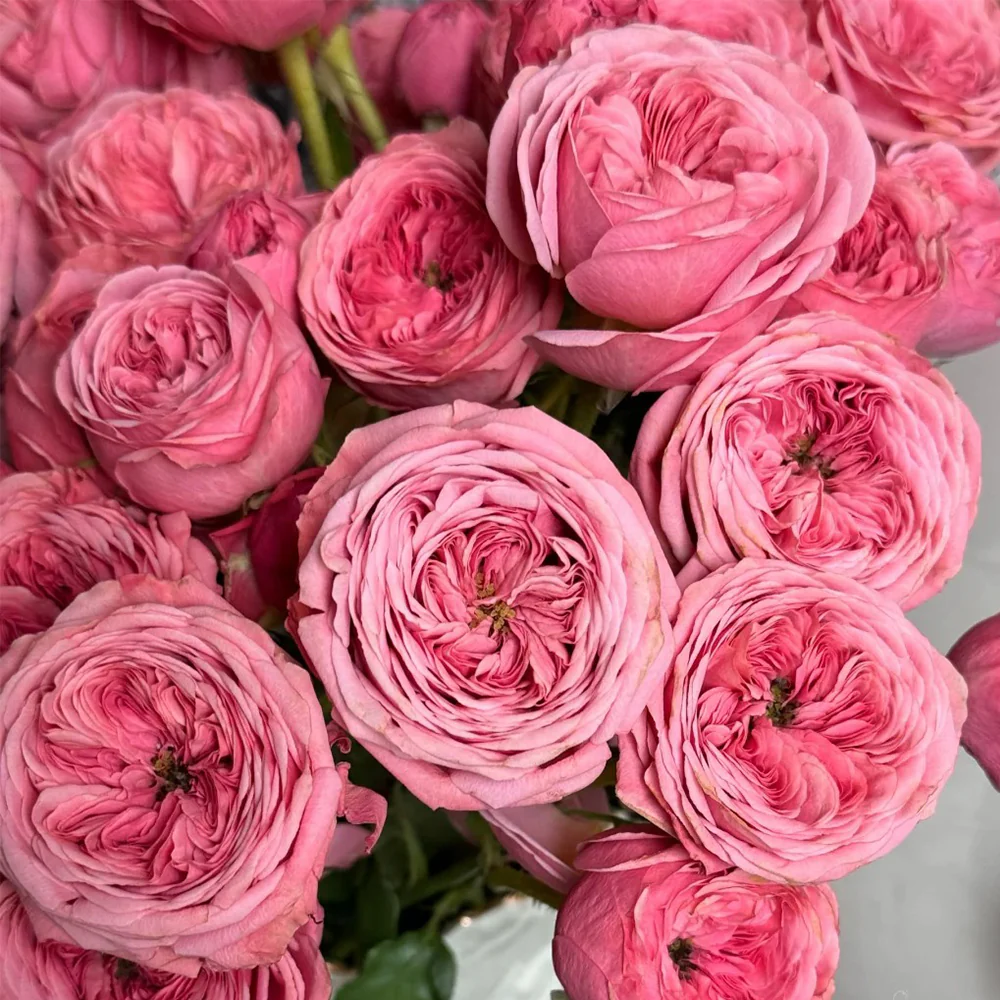 Bella Trendsetter | 潮流贝拉 | Netherlands Florist Shrub Rose | Cup shape | Own root