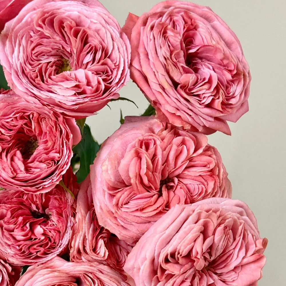 Bella Trendsetter | 潮流贝拉 | Netherlands Florist Shrub Rose | Cup shape | Own root