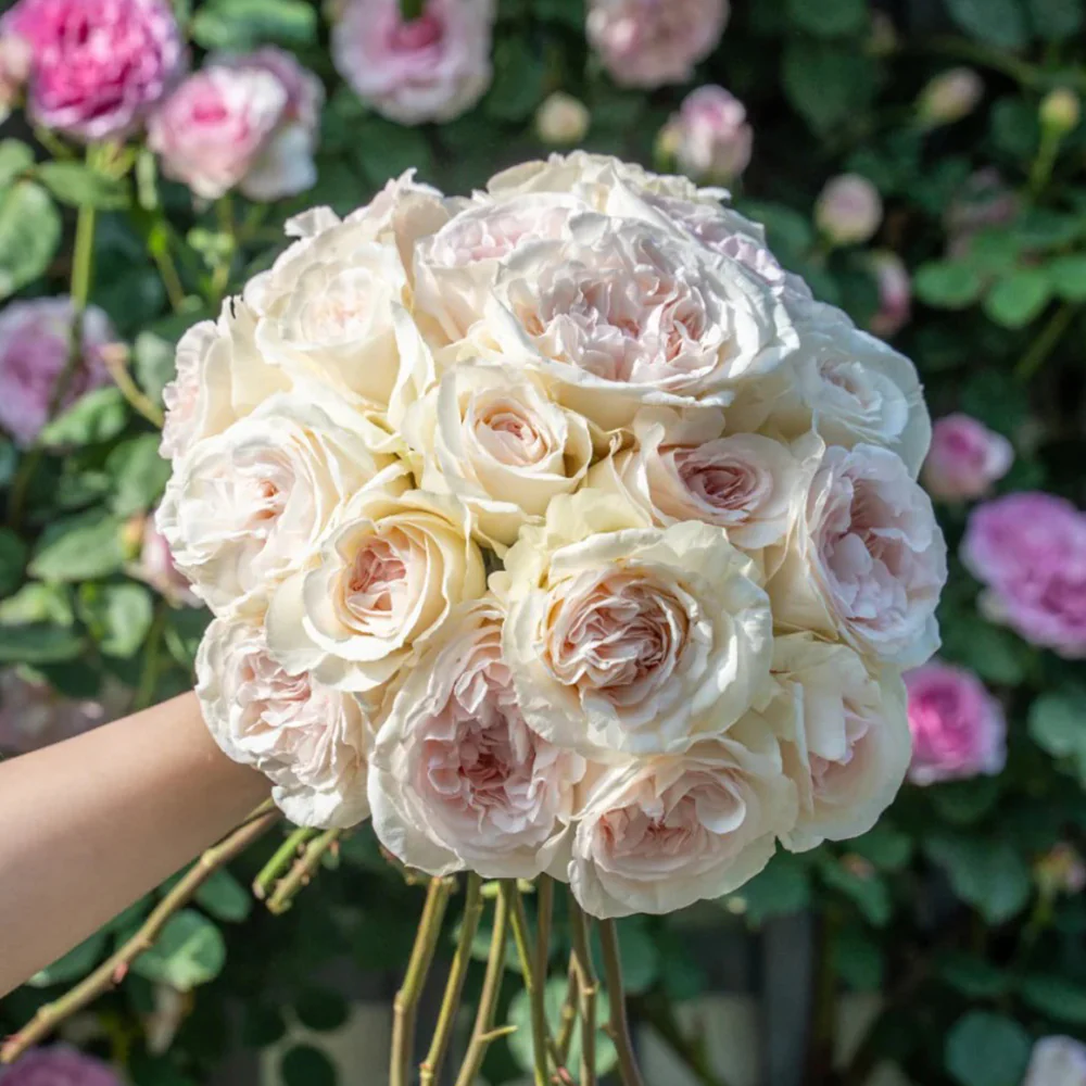 Xiang Sai Xue | Blush Snow | Chinese Florist Shrub Rose | Light pink-apricot cup blooms | Strong fragrance | Own root