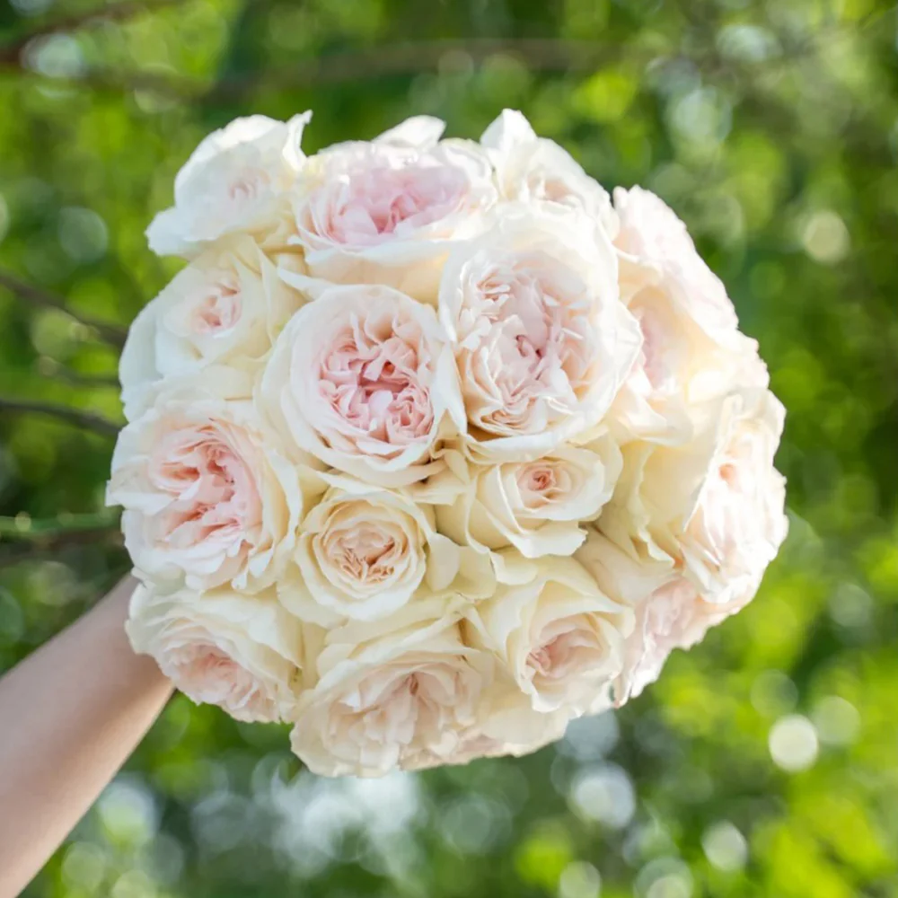 Xiang Sai Xue | Blush Snow | Chinese Florist Shrub Rose | Light pink-apricot cup blooms | Strong fragrance | Own root