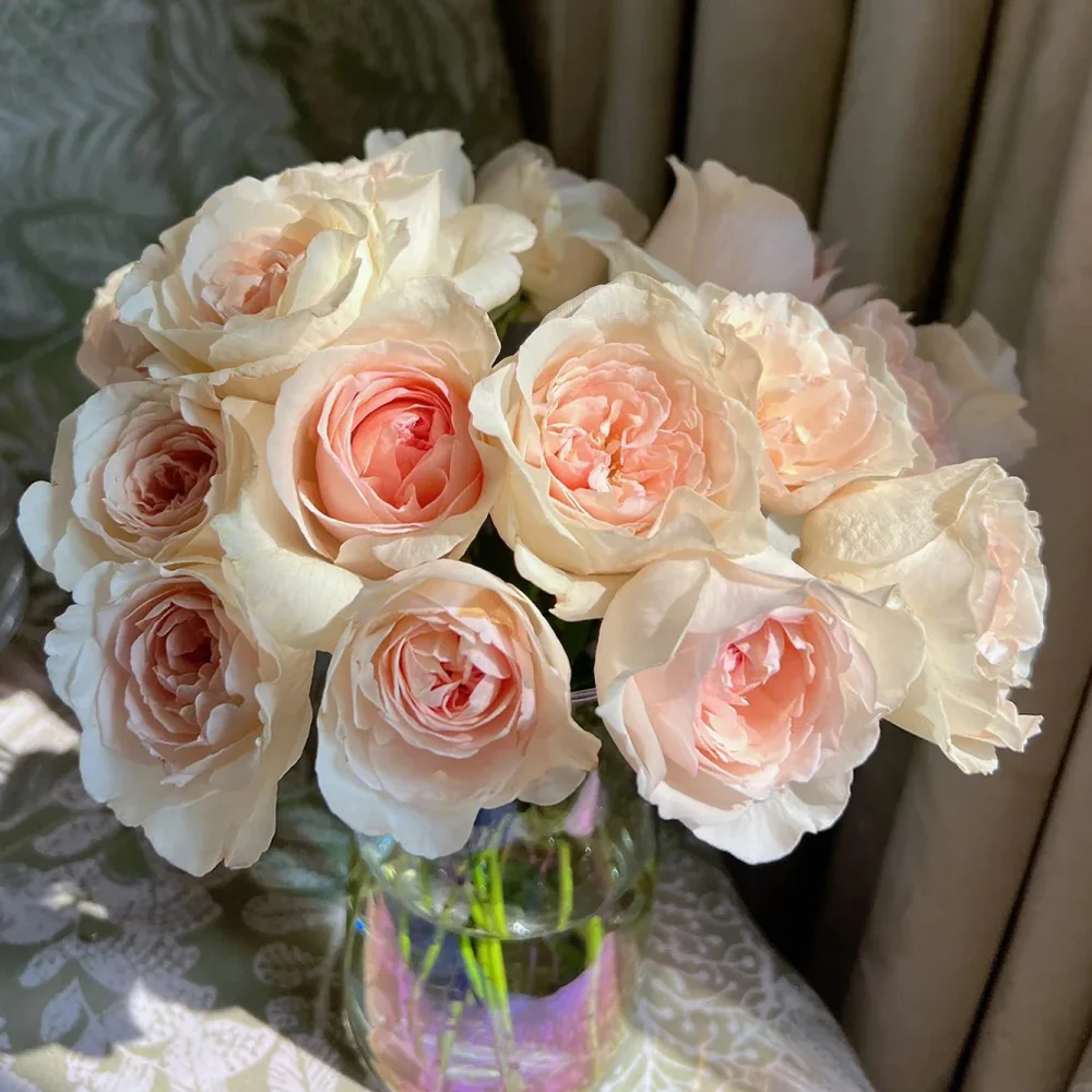 Xiang Sai Xue | Blush Snow | Chinese Florist Shrub Rose | Light pink-apricot cup blooms | Strong fragrance | Own root
