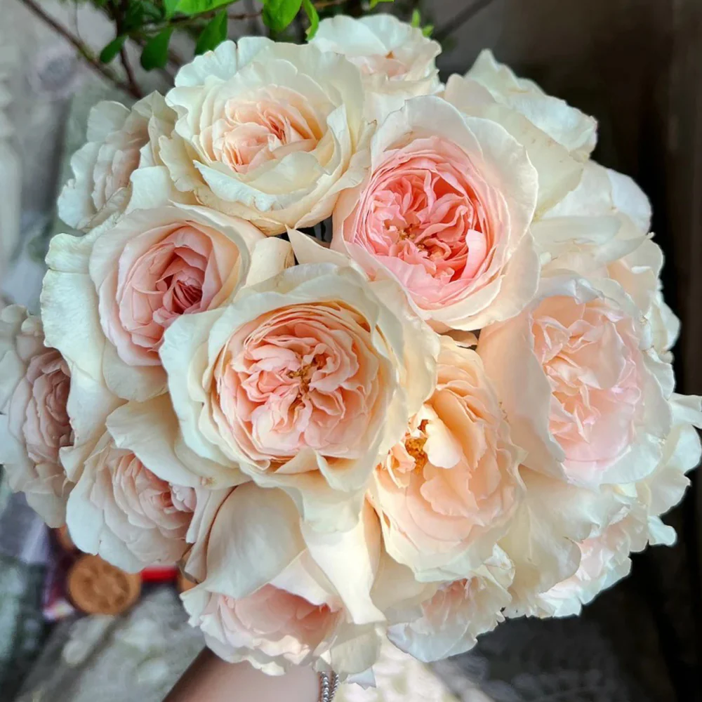 Xiang Sai Xue | Blush Snow | Chinese Florist Shrub Rose | Light pink-apricot cup blooms | Strong fragrance | Own root