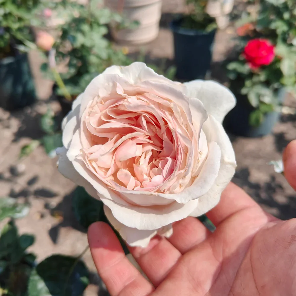Xiang Sai Xue | Blush Snow | Chinese Florist Shrub Rose | Light pink-apricot cup blooms | Strong fragrance | Own root