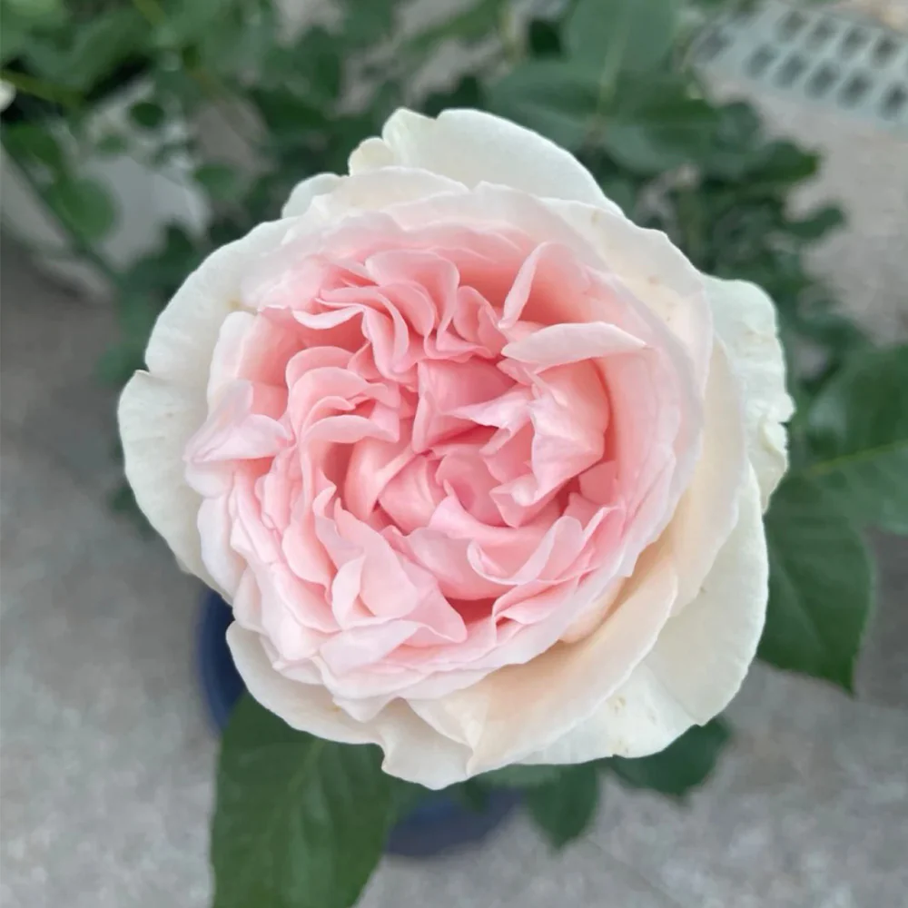 Xiang Sai Xue | Blush Snow | Chinese Florist Shrub Rose | Light pink-apricot cup blooms | Strong fragrance | Own root