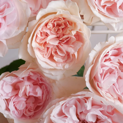 Xiang Sai Xue | Blush Snow | Chinese Florist Shrub Rose | Light pink-apricot cup blooms | Strong fragrance | Own root