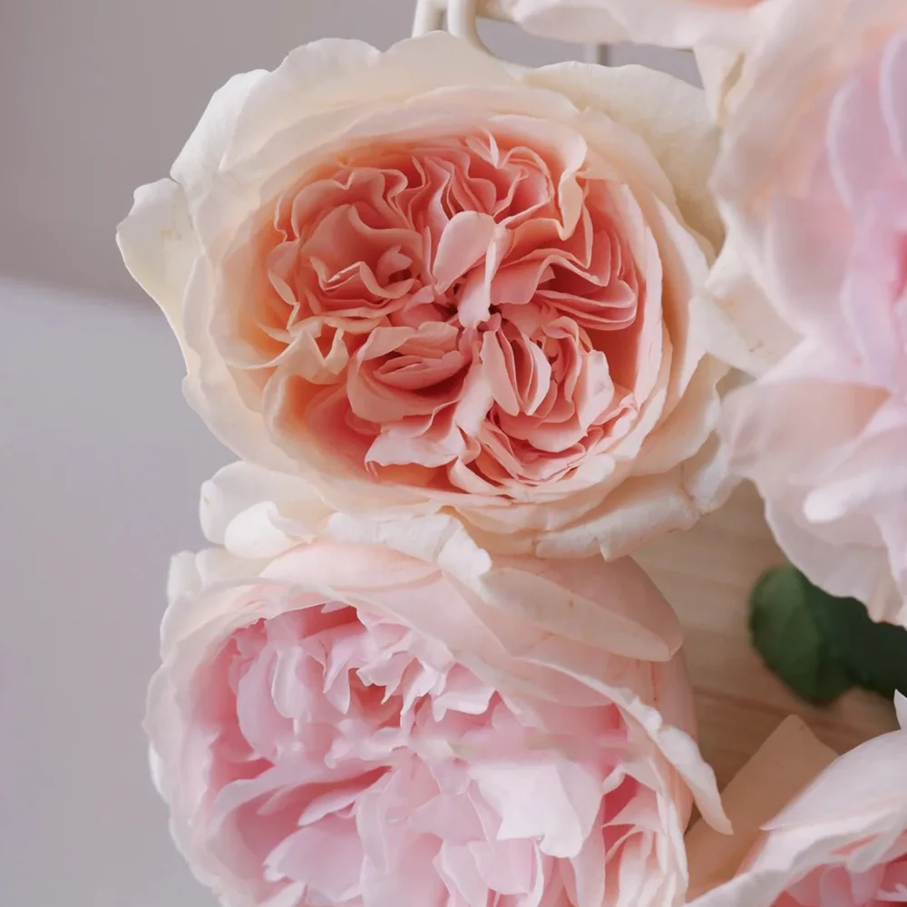 Xiang Sai Xue | Blush Snow | Chinese Florist Shrub Rose | Light pink-apricot cup blooms | Strong fragrance | Own root