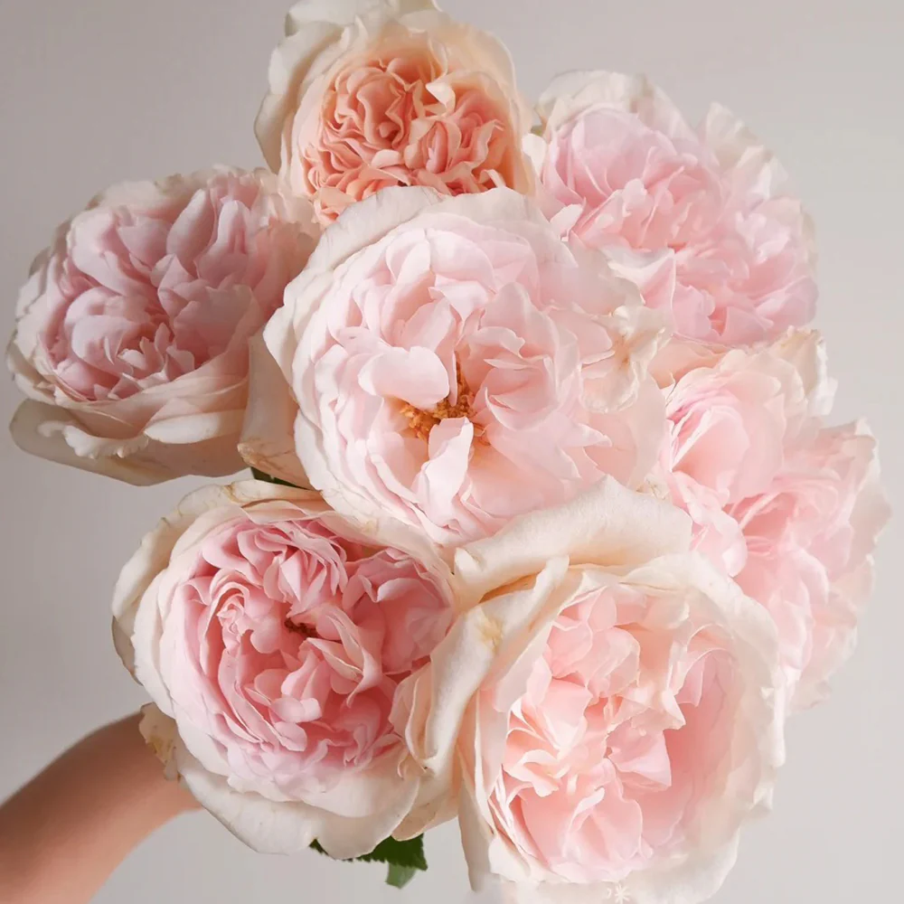 Xiang Sai Xue | Blush Snow | Chinese Florist Shrub Rose | Light pink-apricot cup blooms | Strong fragrance | Own root