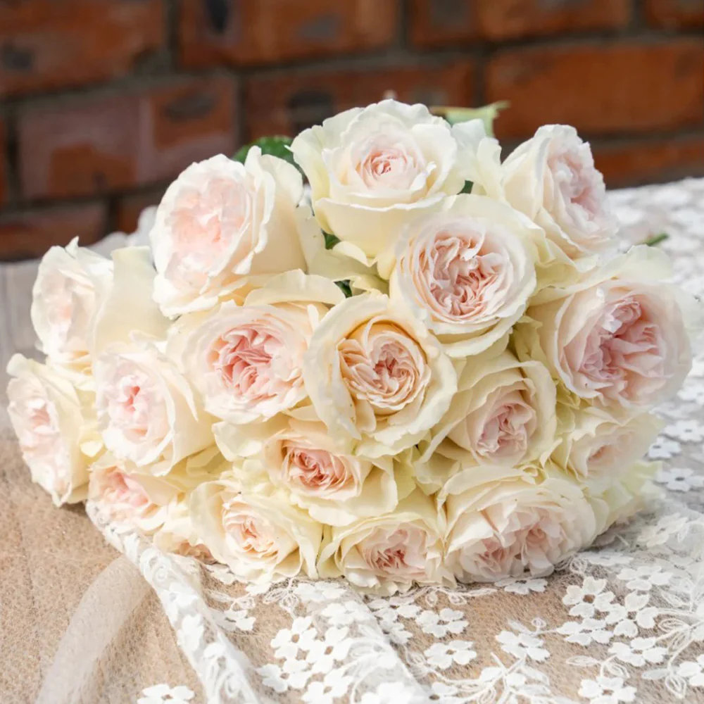 Xiang Sai Xue | Blush Snow | Chinese Florist Shrub Rose | Light pink-apricot cup blooms | Strong fragrance | Own root