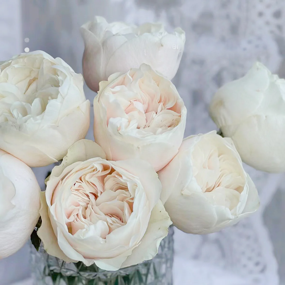 Chiffon | Netherlands Florist Shrub Rose | Nude-cream-blush cupped blooms | Wedding favorite | Own root