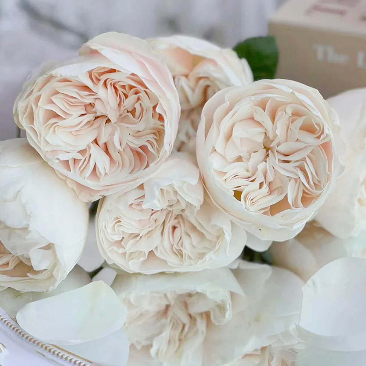 Chiffon | Netherlands Florist Shrub Rose | Nude-cream-blush cupped blooms | Wedding favorite | Own root