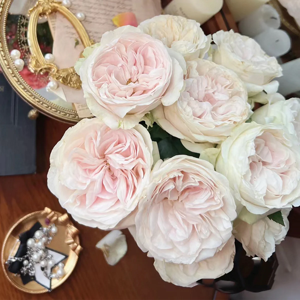 Chiffon | Netherlands Florist Shrub Rose | Nude-cream-blush cupped blooms | Wedding favorite | Own root