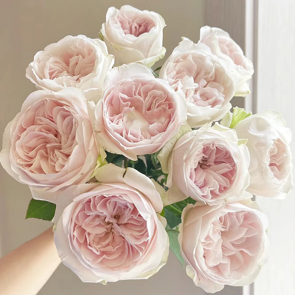 Chiffon | Netherlands Florist Shrub Rose | Nude-cream-blush cupped blooms | Wedding favorite | Own root