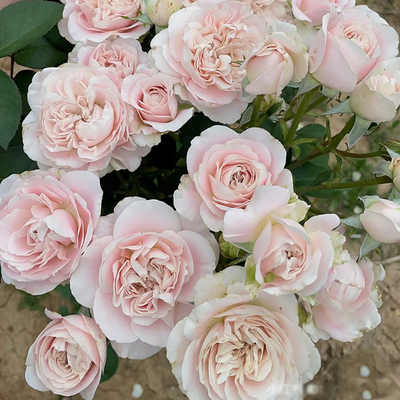 Chiffon | Netherlands Florist Shrub Rose | Nude-cream-blush cupped blooms | Wedding favorite | Own root