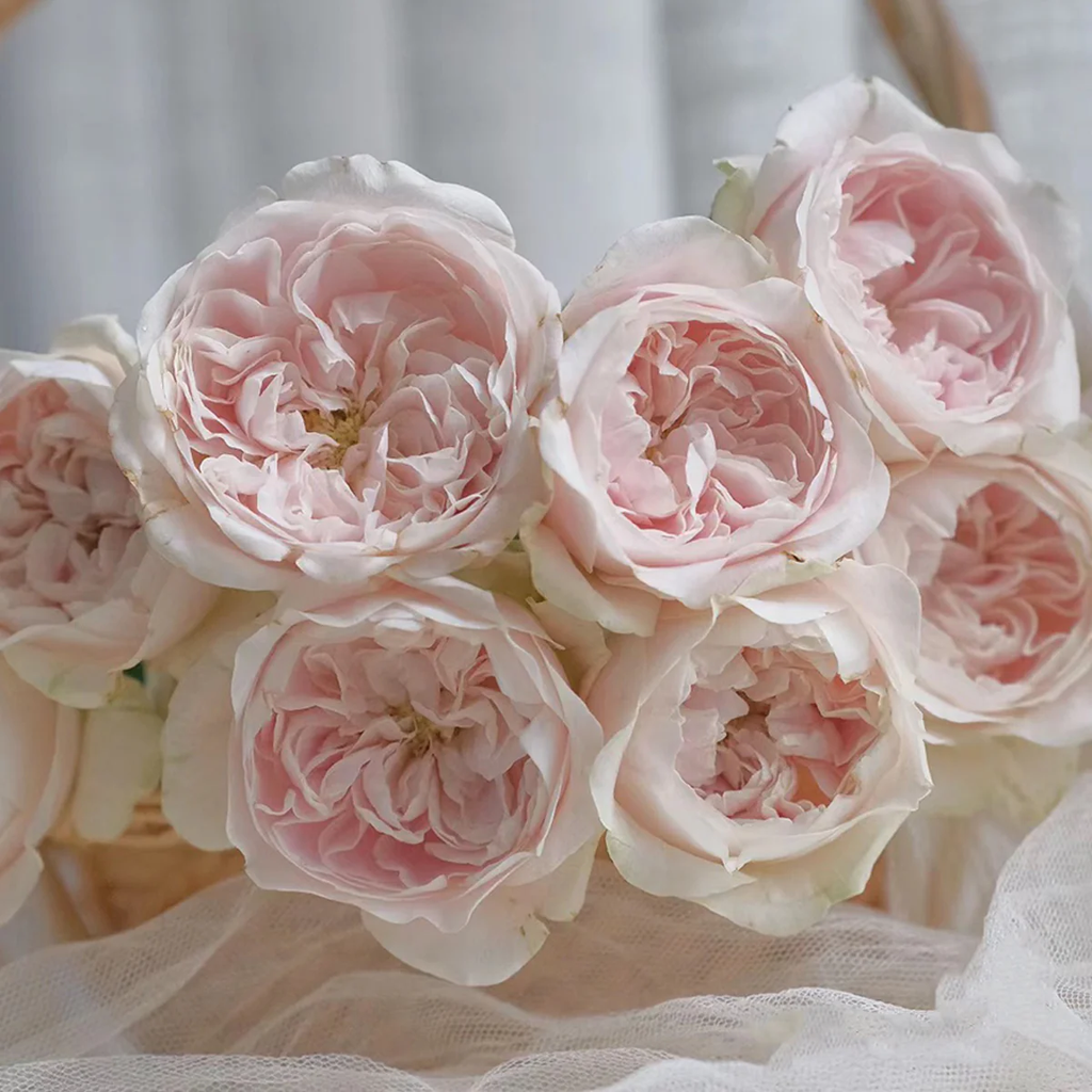 Chiffon | Netherlands Florist Shrub Rose | Nude-cream-blush cupped blooms | Wedding favorite | Own root