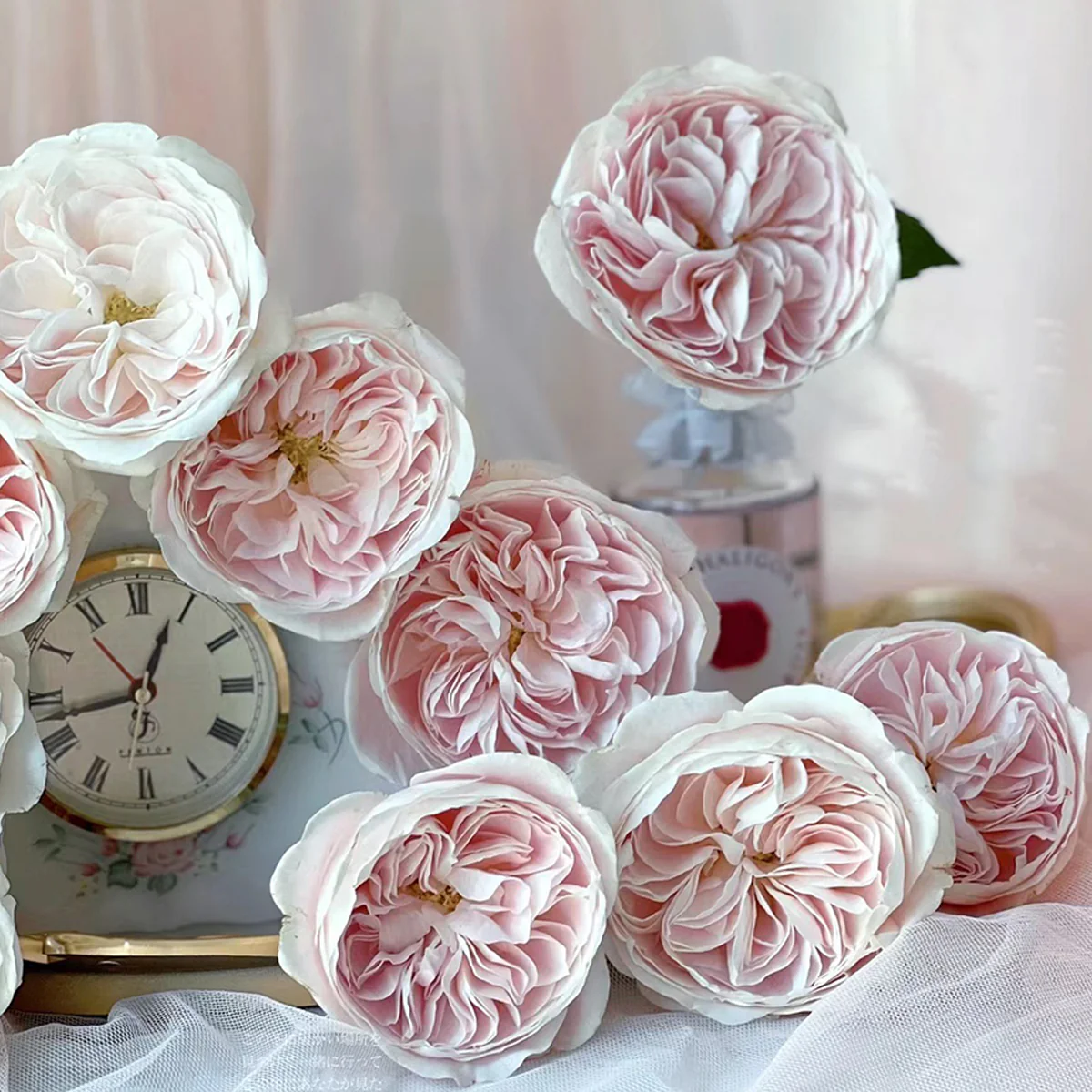 Chiffon | Netherlands Florist Shrub Rose | Nude-cream-blush cupped blooms | Wedding favorite | Own root